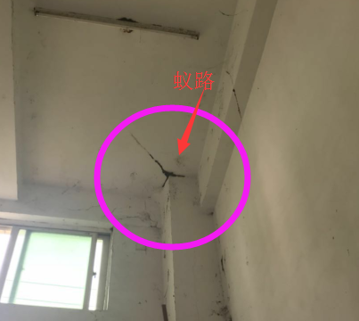 揭陽東門殺白蟻
