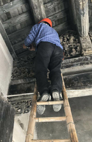 揭陽(yáng)專門滅治祠堂的白蟻