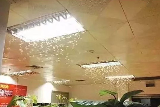 揭東白蟻防治站是在哪里