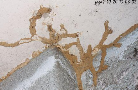 揭東白蟻站是在哪里
