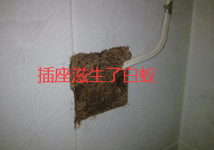 揭東哪里有治白蟻的師傅